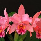 5489.Pink colored flowers with bright green leaves.POSTER.decor Home Office art 5489.Pink colored flowers with bright green leaves.POSTER.decor Home Office art