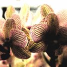 5451.Yellow flowers with wine colored stripesPOSTER.decor Home Office art