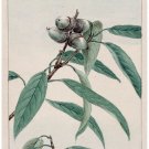 4960.Exotic plant.seeds wrapped by plant.leaves.POSTER.decor Home Office art 4960.Exotic plant.seeds wrapped by plant.leaves.POSTER.decor Home Office art