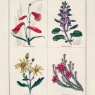 5431.Wild flowers.Red.purple.yellow.pink flowers.POSTER.decor Home Office art 5431.Wild flowers.Red.purple.yellow.pink flowers.POSTER.decor Home Office art