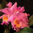 5495.Pink flowers.blooming by themselves.POSTER.decor Home Office art 5495.Pink flowers.blooming by themselves.POSTER.decor Home Office art