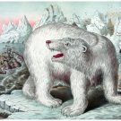 4478.Angry polar bear on iceberg.fishermen on boat.POSTER.decor Home Office art