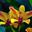 5444.Yellow and red flower.blooming.among leaves.POSTER.decor Home Office art 5444.Yellow and red flower.blooming.among leaves.POSTER.decor Home Office art