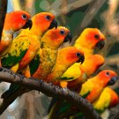 5419.Eight yellow parrakeets perched on branch.POSTER.decor Home Office art 5419.Eight yellow parrakeets perched on branch.POSTER.decor Home Office art