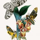 6611.Various moths and butterflies clung to a plant.POSTER.art wall decor 6611.Various moths and butterflies clung to a plant.POSTER.art wall decor