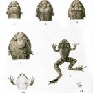 4053.Rana Doriae and its allies, frogs.POSTER.Home School Office art decor 4053.Rana Doriae and its allies, frogs.POSTER.Home School Office art decor