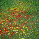 5490.Yellow and red wild flowers in field.POSTER.decor Home Office art 5490.Yellow and red wild flowers in field.POSTER.decor Home Office art