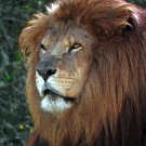 5482.Majestic looking lion rests in front of plants.POSTER.decor Home Office art 5482.Majestic looking lion rests in front of plants.POSTER.decor Home Office art