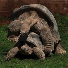 5423.Large turtle mounting smaller turtle in yard.POSTER.decor Home Office art 5423.Large turtle mounting smaller turtle in yard.POSTER.decor Home Office art