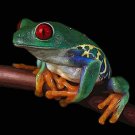 5443.Small frog with red eyes sitting on branch.POSTER.decor Home Office art