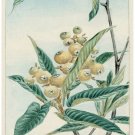 4952.Wild plant.Leaves with yellow fruit.POSTER.decor Home Office art 4952.Wild plant.Leaves with yellow fruit.POSTER.decor Home Office art