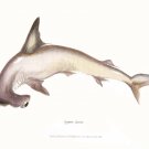4048.Zygana Lewini, hammerhead shark.POSTER.Home School Office art decor 4048.Zygana Lewini, hammerhead shark.POSTER.Home School Office art decor