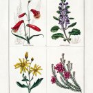 6687.Wild flowers.purple flowers.red flowers.pink flowers.POSTER.art wall decor 6687.Wild flowers.purple flowers.red flowers.pink flowers.POSTER.art wall decor