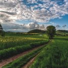 6505.Green field under a clear blue sky.puffy clouds..POSTER.art wall decor 6505.Green field under a clear blue sky.puffy clouds..POSTER.art wall decor