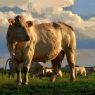 5484.Light skinned cow grazing the pasture.POSTER.decor Home Office art 5484.Light skinned cow grazing the pasture.POSTER.decor Home Office art