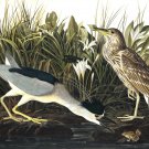 6503.Two birds in marsh eating frog drinking water..POSTER.art wall decor 6503.Two birds in marsh eating frog drinking water..POSTER.art wall decor