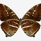 6654.Large brown moth.wings with orange brown hues..POSTER.art wall decor