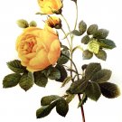3257.Yellow Rose Botanical Flower POSTER.Home Office School Room art decoration 3257.Yellow Rose Botanical Flower POSTER.Home Office School Room art decoration