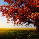6504.Red tree in autumn on green field.bird on floor.POSTER.art wall decor 6504.Red tree in autumn on green field.bird on floor.POSTER.art wall decor