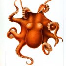 4047.Polylpus levis hoyle, red octopus.POSTER.Home School art decor