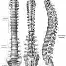 4139.Medical views o vertebral column.side.frontal.POSTER.Home School art decor