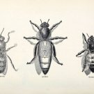 6685.Bees hierarchy.queen bee.drone bee.worker bee.POSTER.art wall decor