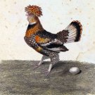 3414.Chicken Hen Rooster Poule Hupee POSTER.Home Room Science School Art decor