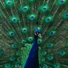 5420.Blue and green peacock with tail spread open.POSTER.decor Home Office art