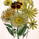 3548.Illustration of a botanical book.SunFlower POSTER.Home School art decor