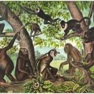 8047.Monkeys gathered together in forest. swinging.POSTER.art wall decor