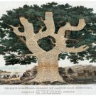 8916.Chronological chart of americans.family tree.POSTER.decor Home Office art