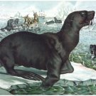 8052.Walrus on ice plansk.fishermen fighting with walrus.POSTER.art wall decor