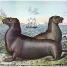 8053.Walrush on ice plank.boat.ice berg in background.POSTER.art wall decor