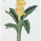 8035.Yellow flower on long thick leaves..thick stem.POSTER.art wall decor