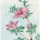 8036.Small pink flowers on small plant with green leaves.POSTER.art wall decor 8036.Small pink flowers on small plant with green leaves.POSTER.art wall decor