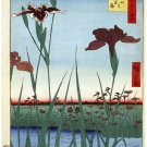 7994.Japanese flowers in marsh.field covered with grass.POSTER.art wall decor 7994.Japanese flowers in marsh.field covered with grass.POSTER.art wall decor
