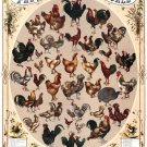 9400.The poultry of the world.variety of fowl.POSTER.decor Home Office art