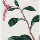8030.Small pink flowers on long stem and big leaves.POSTER.art wall decor