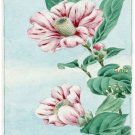 8028.White and pink flowers with large green leaves.POSTER.art wall decor 8028.White and pink flowers with large green leaves.POSTER.art wall decor