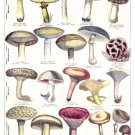 6693.Cahpignons bon et mauvais.mushrooms.different kinds.POSTER.art wall decor