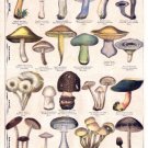 4697.Champignons bon et mauvais.mushrooms.POSTER.decor Home Office art