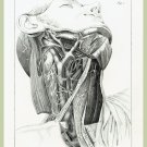 11489.Poster print.Decorative.Art decoration.Human anatomy neck.Medical