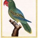 3416.Red Beak Parrot décor POSTER.Home Room Science School Art decoration