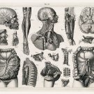 11490.Poster print.Decorative.Art decoration.Human anatomy.Doctor office