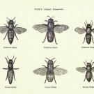 4041.Images of Carnolian drones,  italian drones,.POSTER.Home School art decor