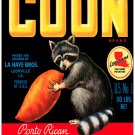 7797.Coon.Puerto rican sweet potatoes.racoon with potato.POSTER.art wall decor