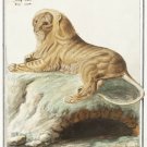 11897.Decoration Poster.Room Home office Wall decor.Nature art.Striped Mane Lion