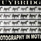 11500.Poster on Decorative.Wall art decoration.Muybridge photography.Horse