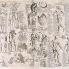 11482.Poster print.Decorative.Art decoration.Human anatomy skeleton.Medical