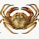 11871.Quality decoration Poster.Room Home office Wall decor.Nature art.Crab